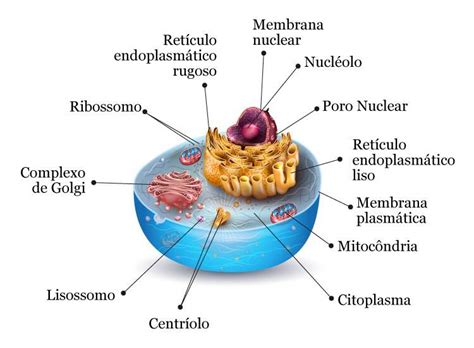 descreva o processamento de proteínas nas células eucariontes que envolvem as organelas do sistema d